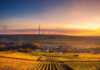 Damaged vineyards face uncertainty